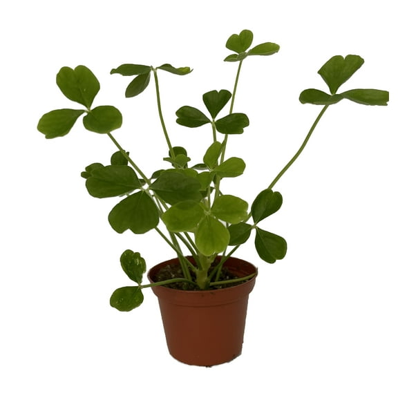Giant Shamrock - Tree Oxalis - 2.5" Pot