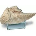 thumbnail image 1 of Giant Sloth Claw w/ std, 1 of 1