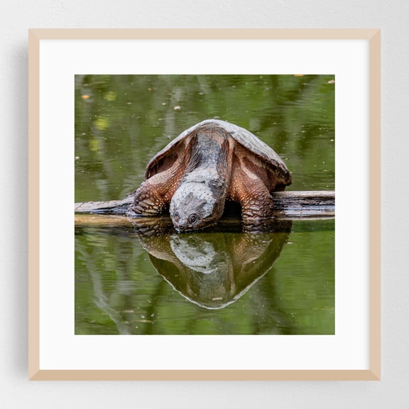 Giant Snapping Turtle on a Log in Pennsylvania - Pennsylvania Photography Wildlife Animal Lake Nature Water Aquatic Oak Framed Wall Art Print 16 x 16 inches