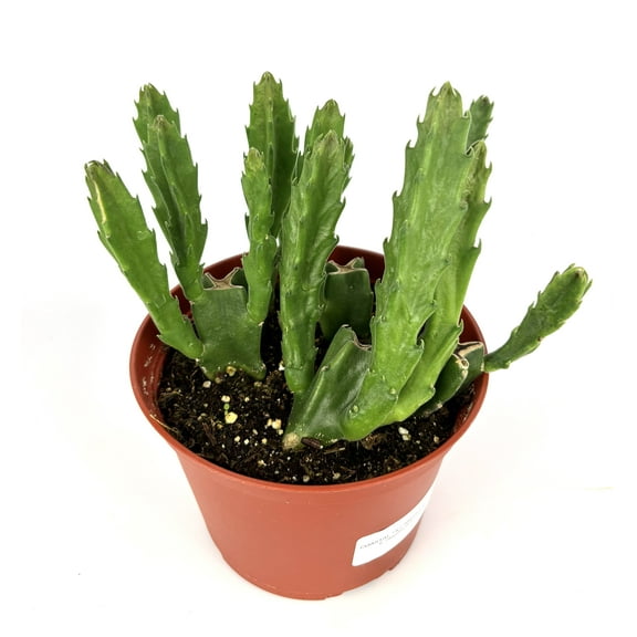 Giant Starfish Cactus Stapelia Grandiflora, 6" Pot
