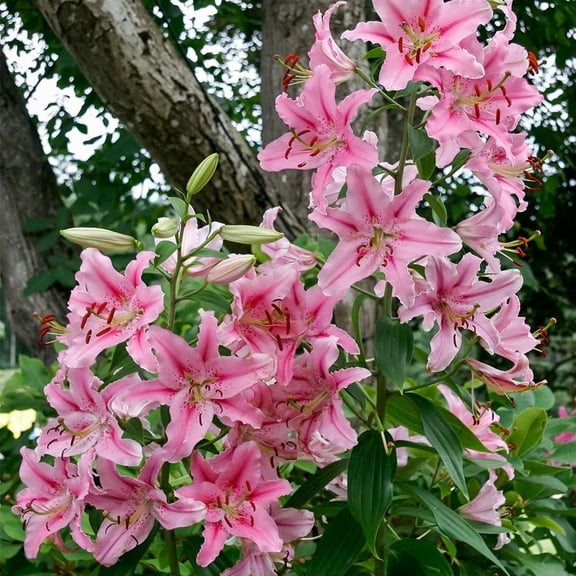 Giant Stargazer Lilies - 12 Bulbs - Pink & White Flowers-Attracts Butterflies, Bees & Hummingbirds-Spring Garden Perennial Plant