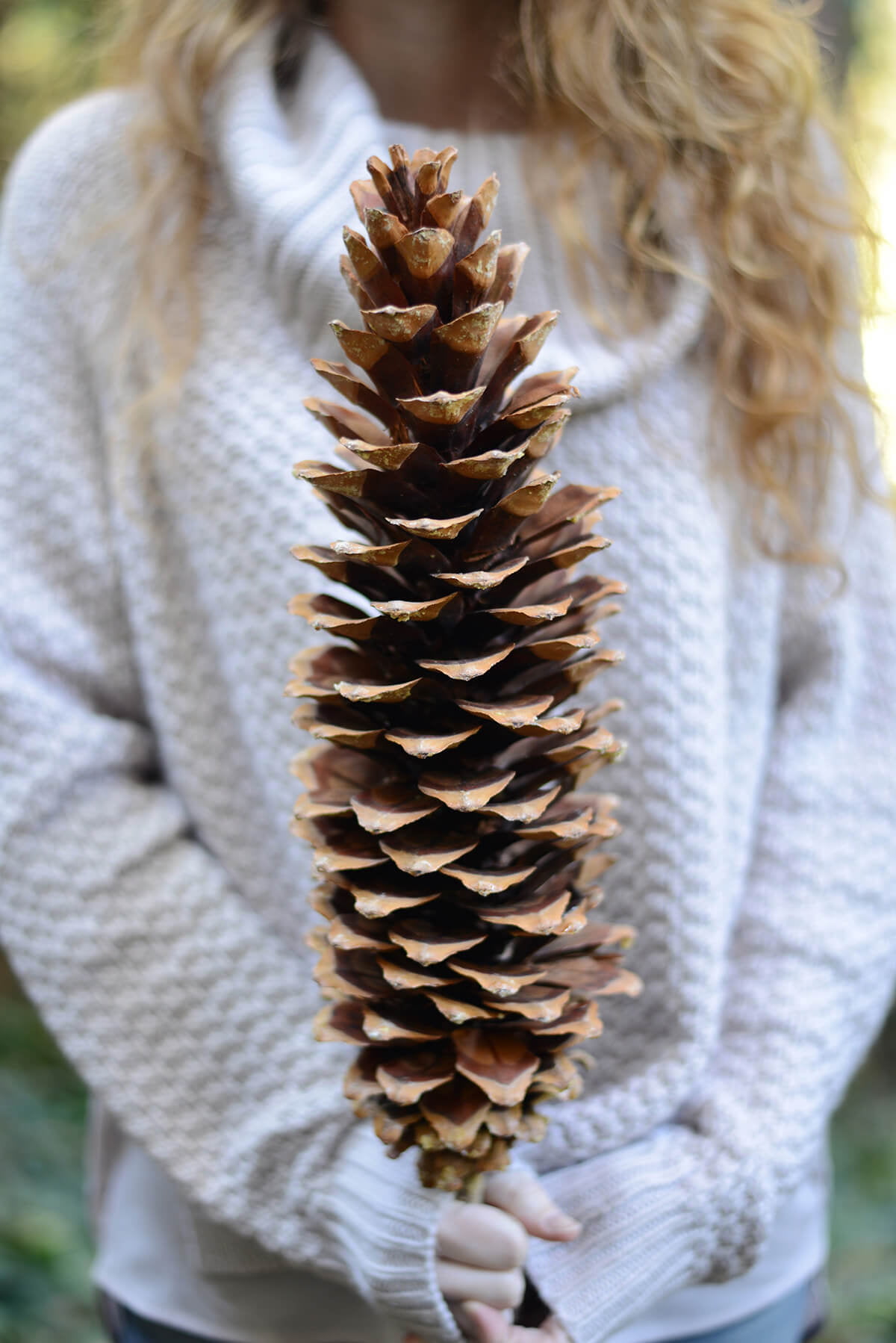 Large Sugar Pine Cone Chews For Small Pets
