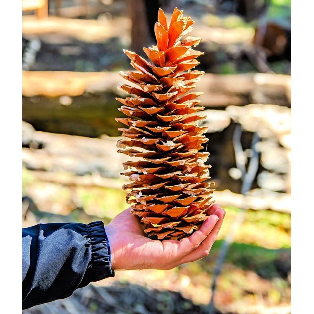 Giant Sugar Pine Cones - Biggest Pine Cones, Great for Seasonal