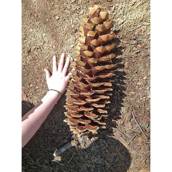 Giant Sugar Pine Tree Seeds for Planting - Produces The Largest Pine Cones on The Planet
