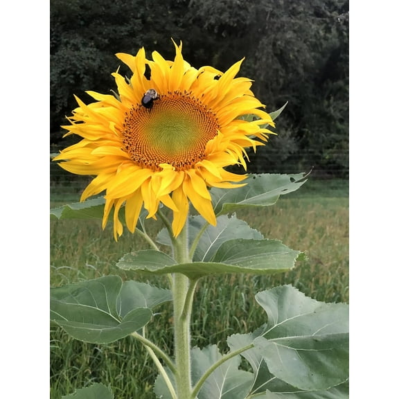 Giant Sunflower (Helianthus annuus) 50 Organic Seeds (12 grams) by Smoke Camp Crafts - Cut Flower, Edible Seeds