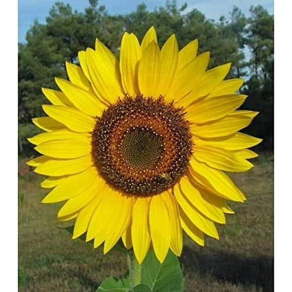 Giant Sunflower Seeds for Planting | 50 Seed Packet | Huge Wide Flowers | Butterfly and Hummingbirds Love | Flower Seeds for Planting
