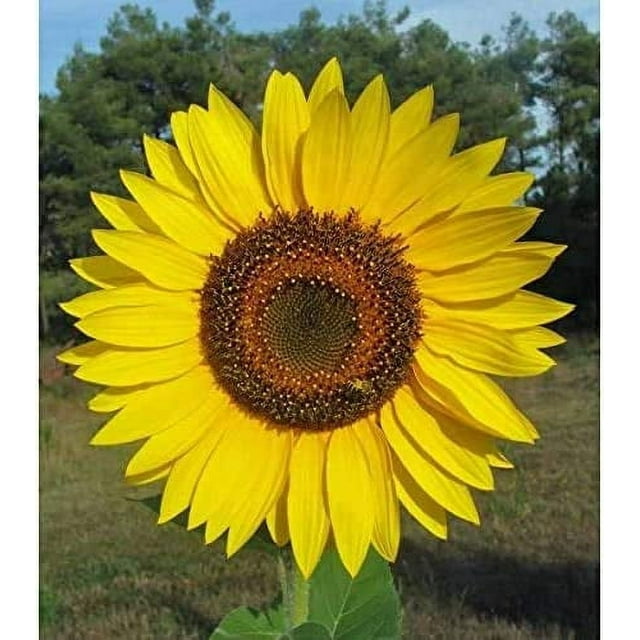 Giant Sunflower Seeds for Planting 50 Seed Packet Huge Wide Flowers