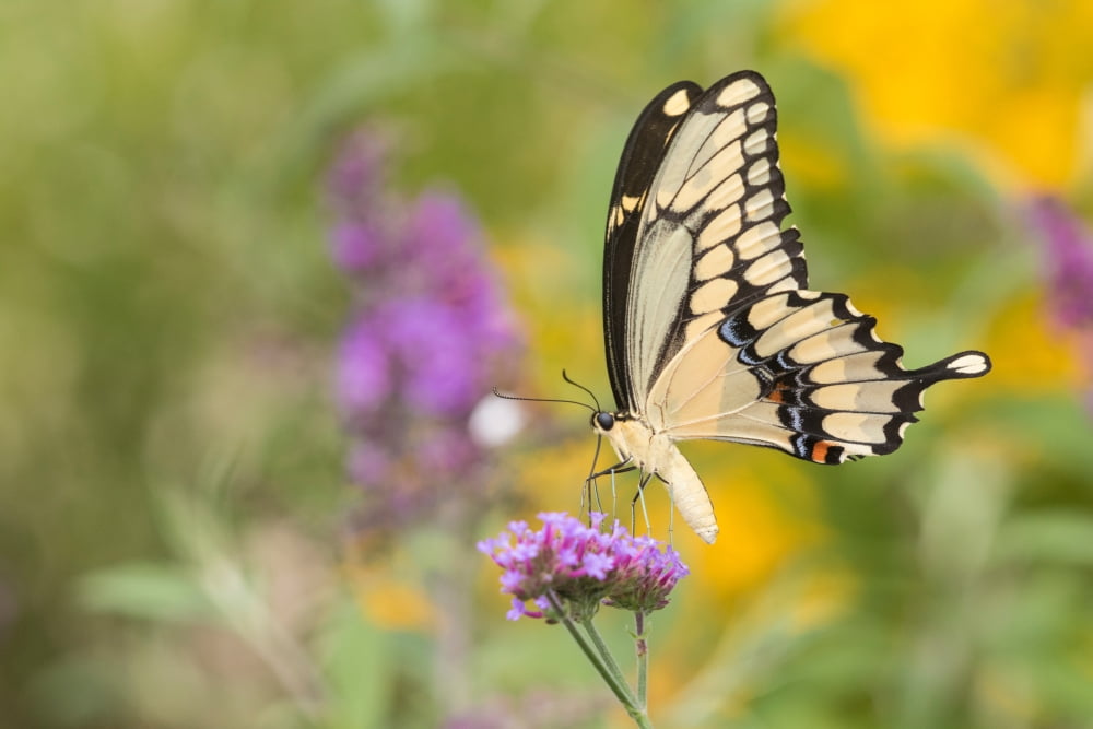 Giant Swallowtail butterfly (Papilio cresphontes) pollinating on Brazilian Verbena (Verbena bonariensis) flowers in a garden Marion County Illinois USA Canvas Art - Panoramic Images (18 x 24)