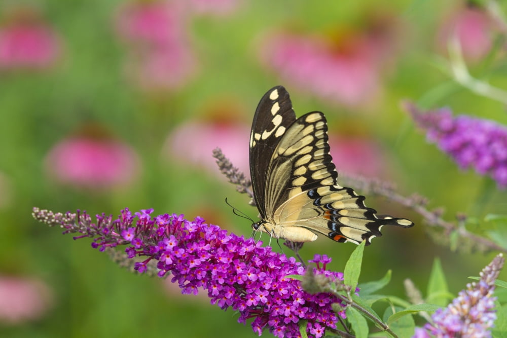 Giant Swallowtail butterfly (Papilio cresphontes) pollinating on Butterfly Bush (Buddlei davidii) flowers in a garden Marion County Illinois USA Canvas Art - Panoramic Images (18 x 24)