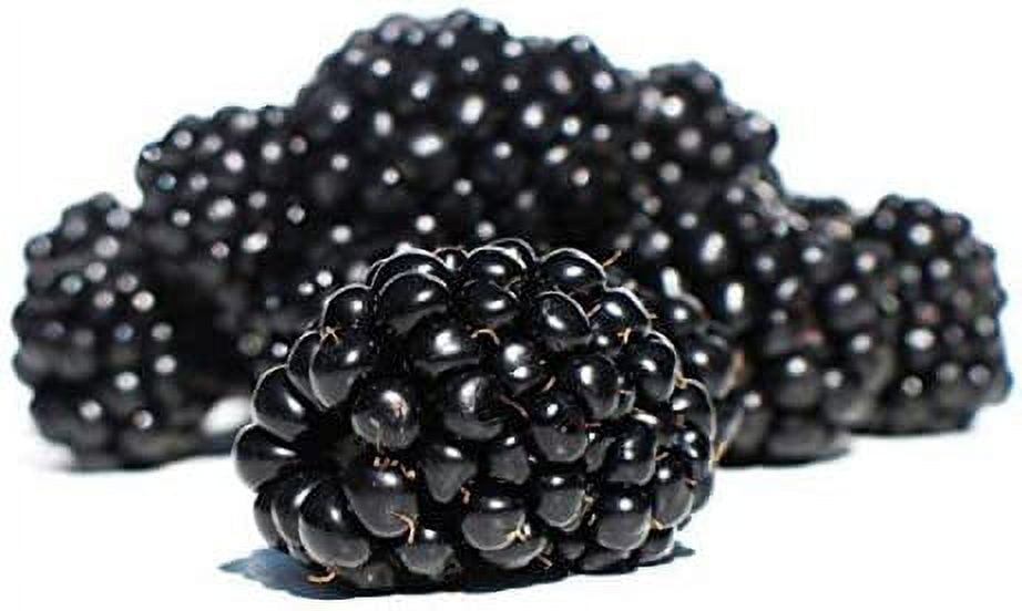 Giant Thornless BlackBerry 315 Seeds - Triple Crown BlackBerry Fruit Seeds,  BlackBerry Bush Non GMO Seeds, Wild Grow Unique Seeds, BlackBerry Seeds