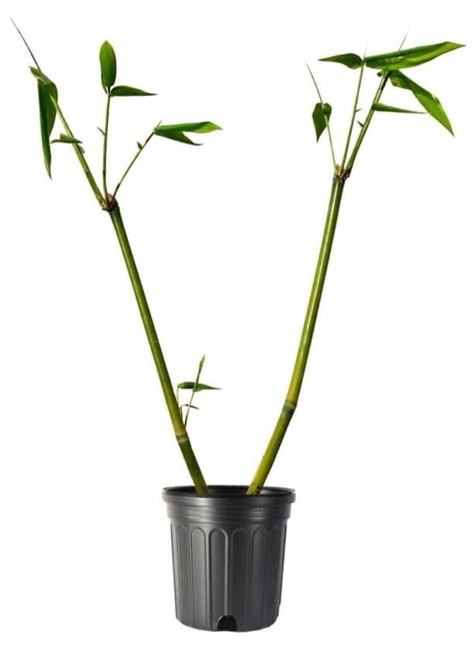 Giant Timber Bamboo Live Plant Bambusa Oldhamii Beautiful Non