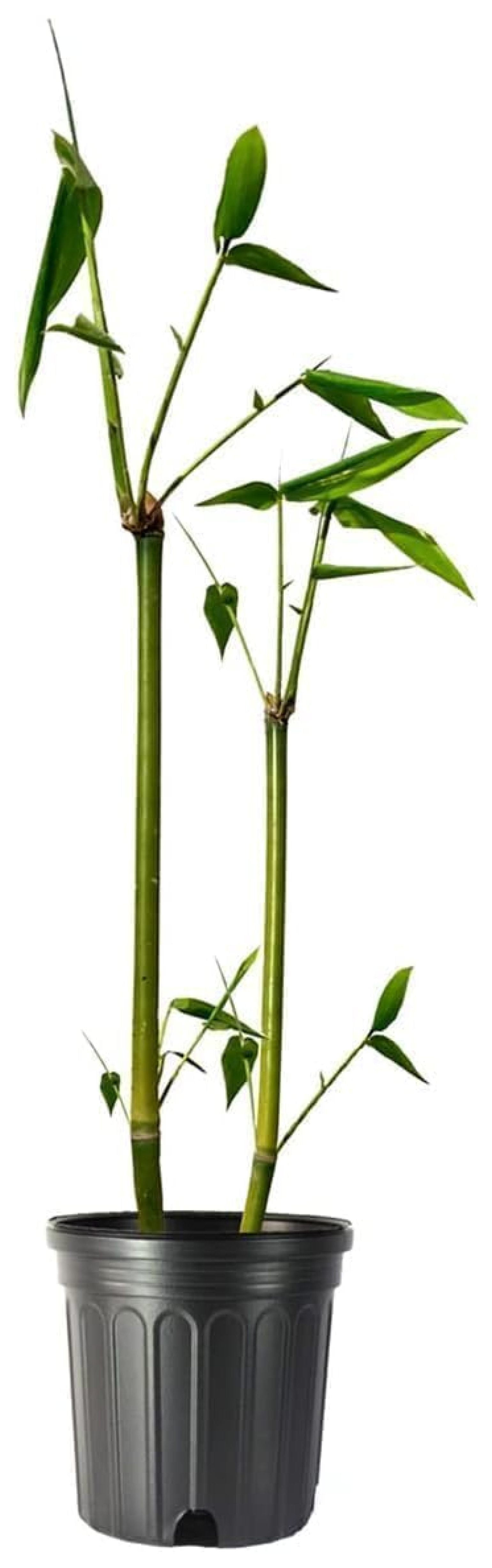 Giant Timber Bamboo | Live Plant | Bambusa Oldhamii | Beautiful Non ...