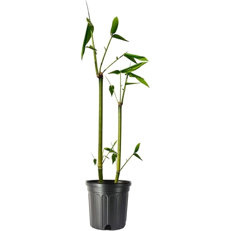 Giant Timber Bamboo Live Plant Bambusa Oldhamii Beautiful Non-Invasive Clumping Bamboo Privacy Screen