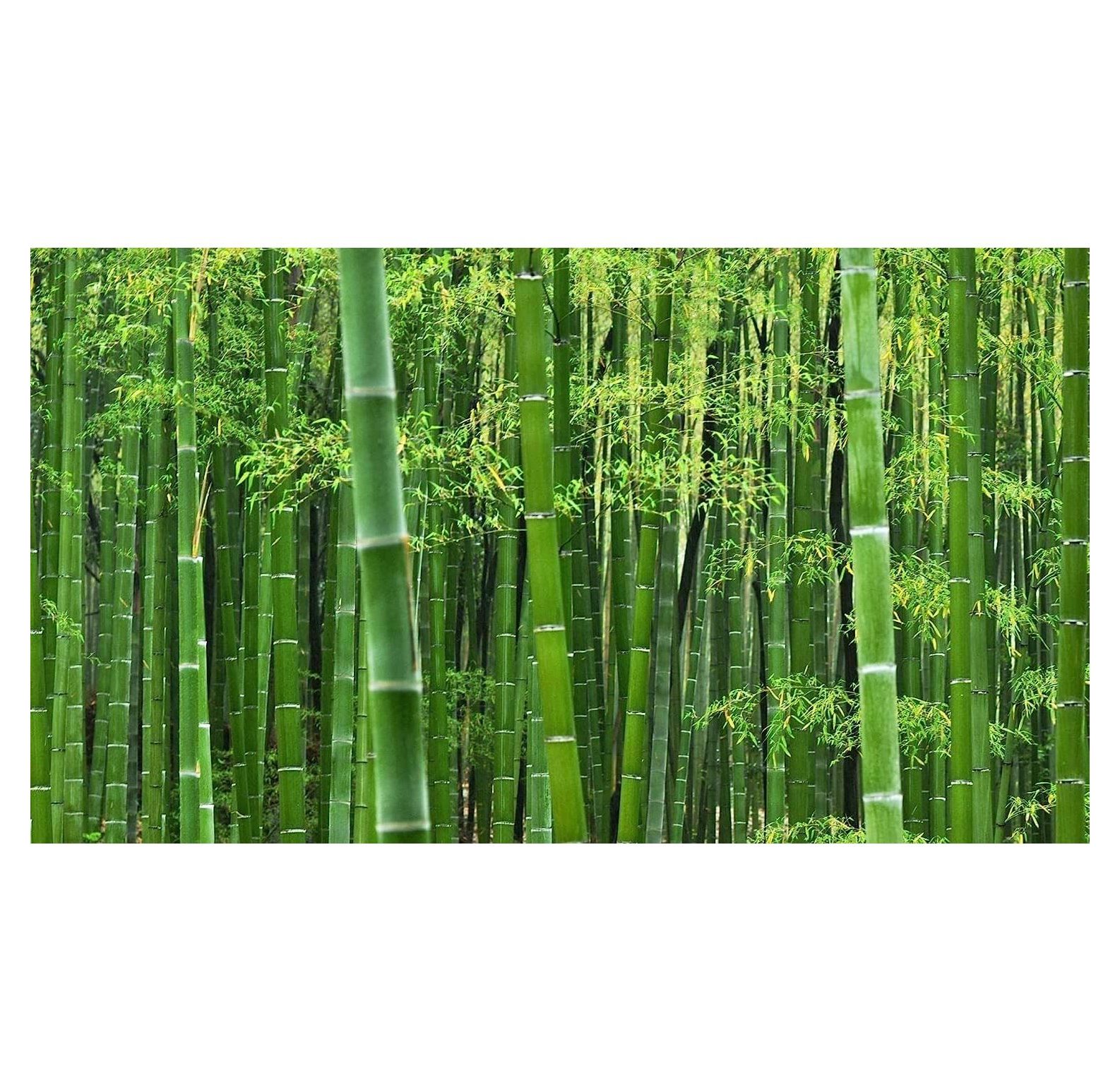 Giant Timber Bamboo Seeds for Planting Exotic and Fast Growing
