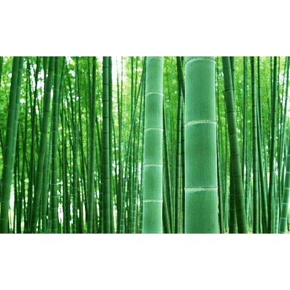 Giant Timber Bamboo Seeds for Planting | Exotic and Fast Growing | Landscaping, Privacy, Indoor or Outdoor (Giant Bamboo) (100 Seeds)