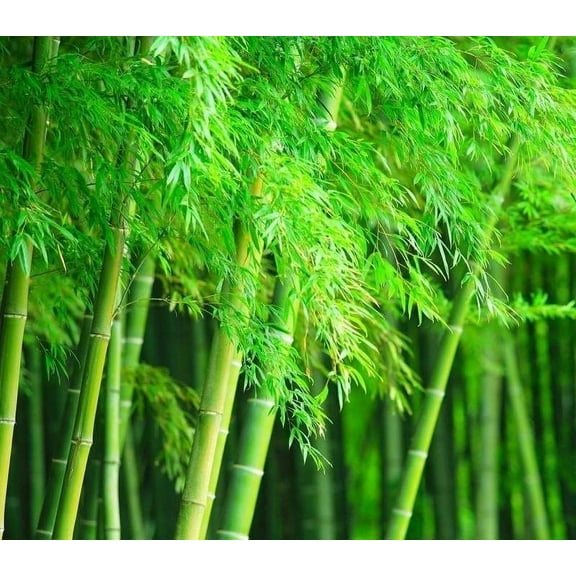 Giant Timber Bamboo Seeds for Planting | Exotic and Fast Growing | Landscaping, Privacy, Indoor or Outdoor (Giant Bamboo) (300 Seeds)