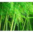 thumbnail image 1 of CZ Grain 500 Giant Bamboo Plant Seeds, Exotic and Fast Growing, 1 of 4