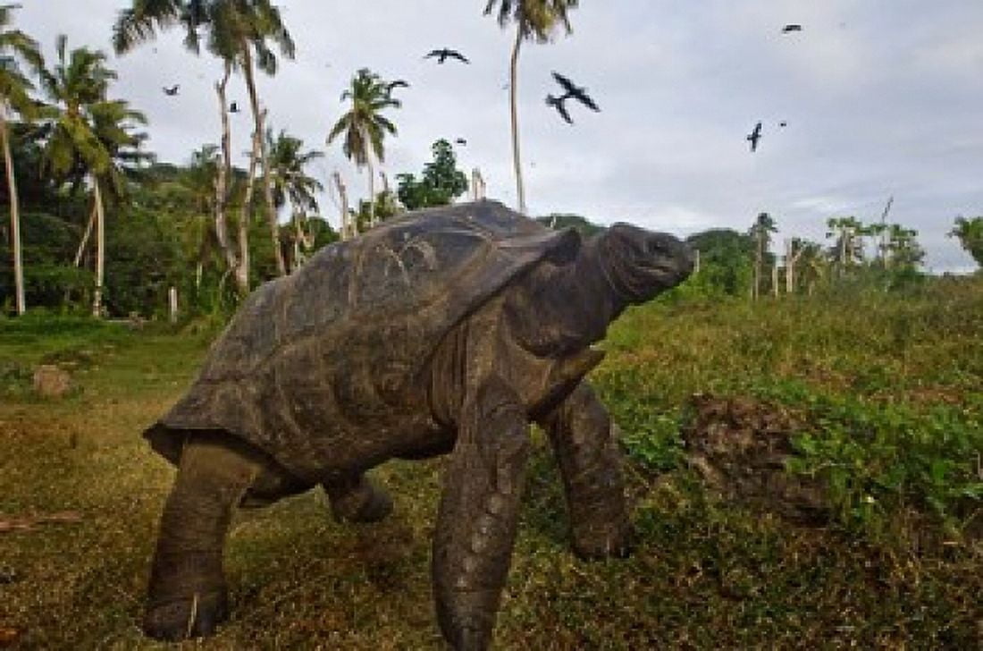 Giant Tortoise Fregate Island Seychelles Canvas Art - Alison Wright DanitaDelimont (34 x 23)