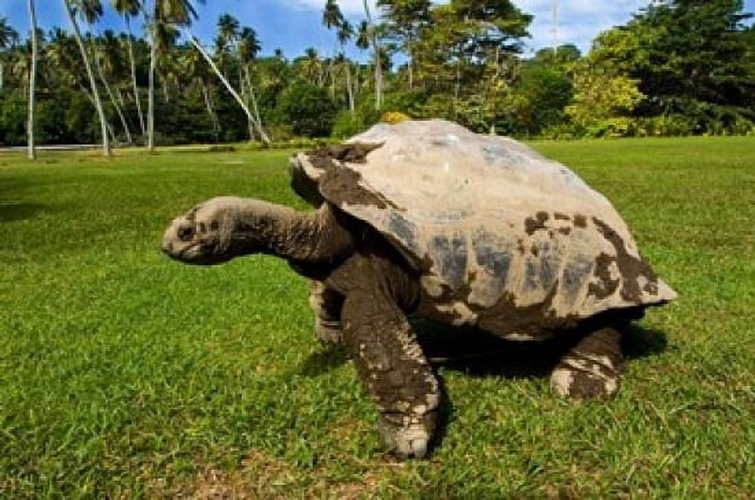 Giant Tortoise Seychelles Canvas Art - Alison Wright DanitaDelimont (34 x 23)
