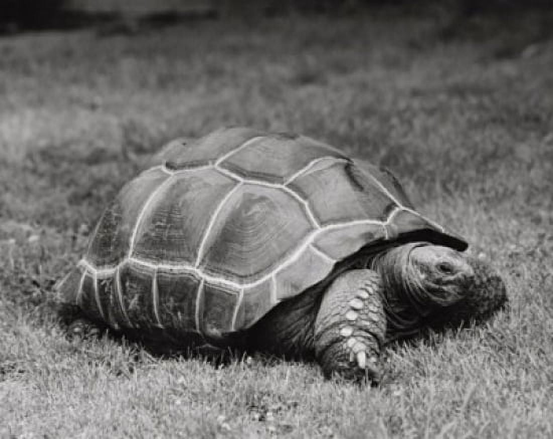 Giant Tortoise in a field Canvas Art - (24 x 36)