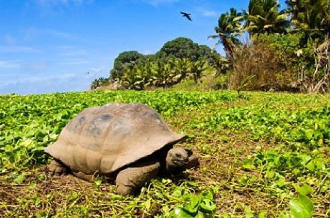 Giant Tortoise in a field Seychelles Canvas Art - Alison Wright DanitaDelimont (34 x 23)