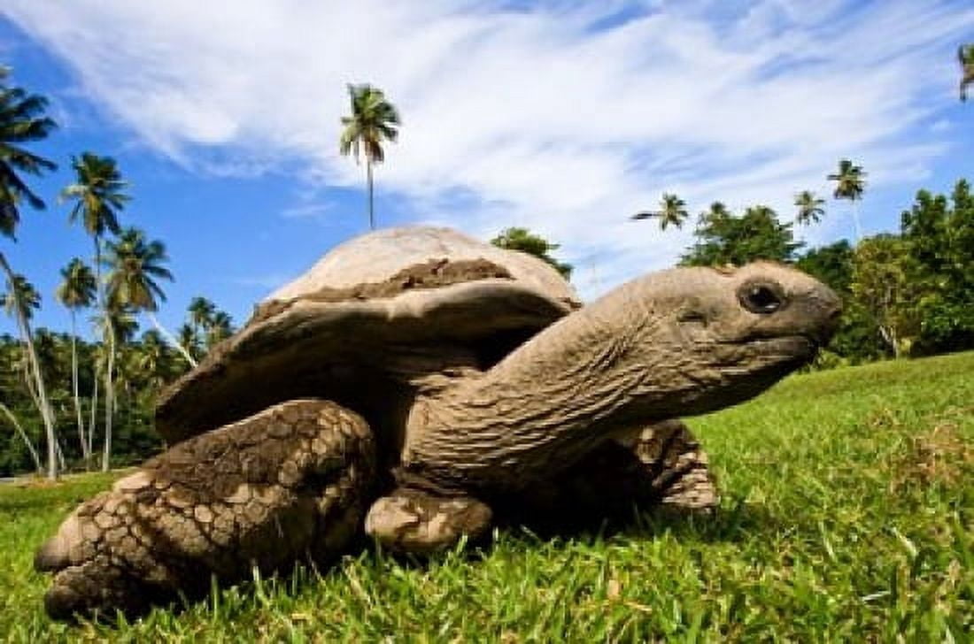 Giant Tortoise on Fregate Island Seychelles Canvas Art - Alison Wright DanitaDelimont (34 x 23)