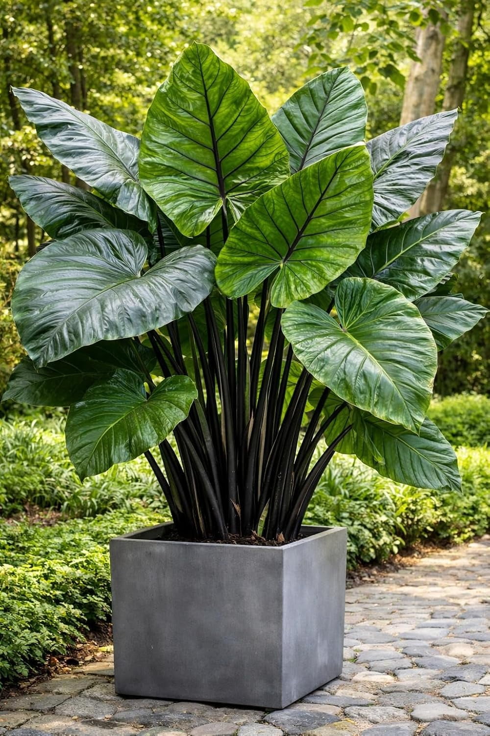 Giant Upright Elephant Ear Bulb  Massive Green Leaves  Tropical Statement  Plant for Garden & Containers (1 Bulb) - Walmart.com