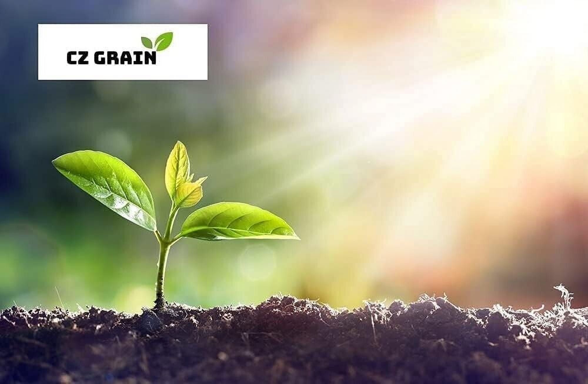 Giant Upright Elephant Ear Bulb for Planting Alocasia Plant (1 Large