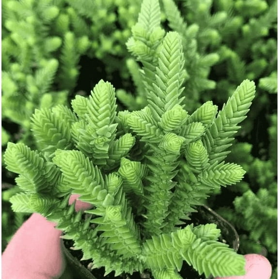 Giant Watch Chain Plant Live for Planting - Princess Pine Plant - Giant Watch Chain Succulent Plant - 2 Inch Pot