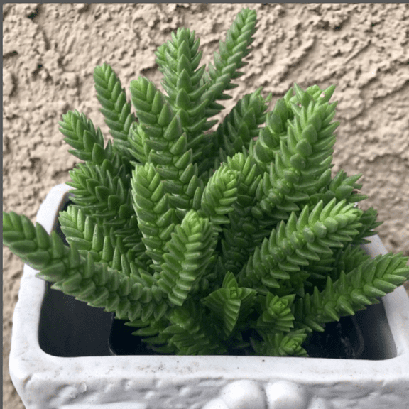 Giant Watch Chain, Princess Pine, Live Potted Succulent in Bare Root