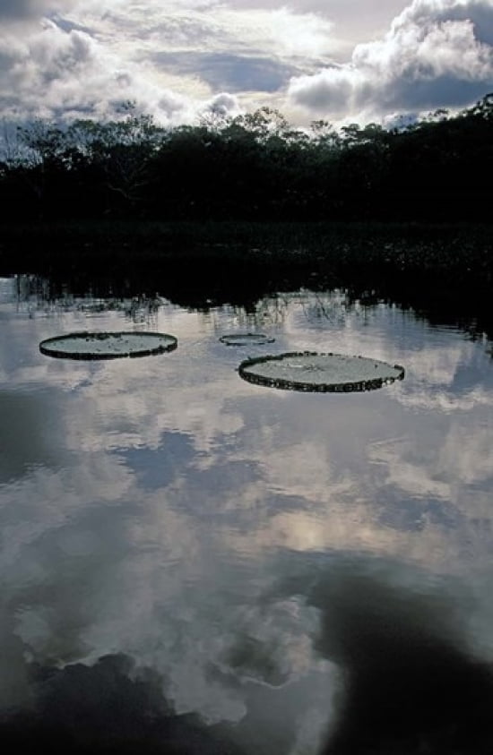 Giant Water Lilies Amazon River Basin Peru Canvas Art - Nik Wheeler DanitaDelimont (18 x 27)