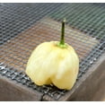 thumbnail image 1 of Giant White Habanero Heirloom Pepper Premium Seeds Packet, 1 of 2