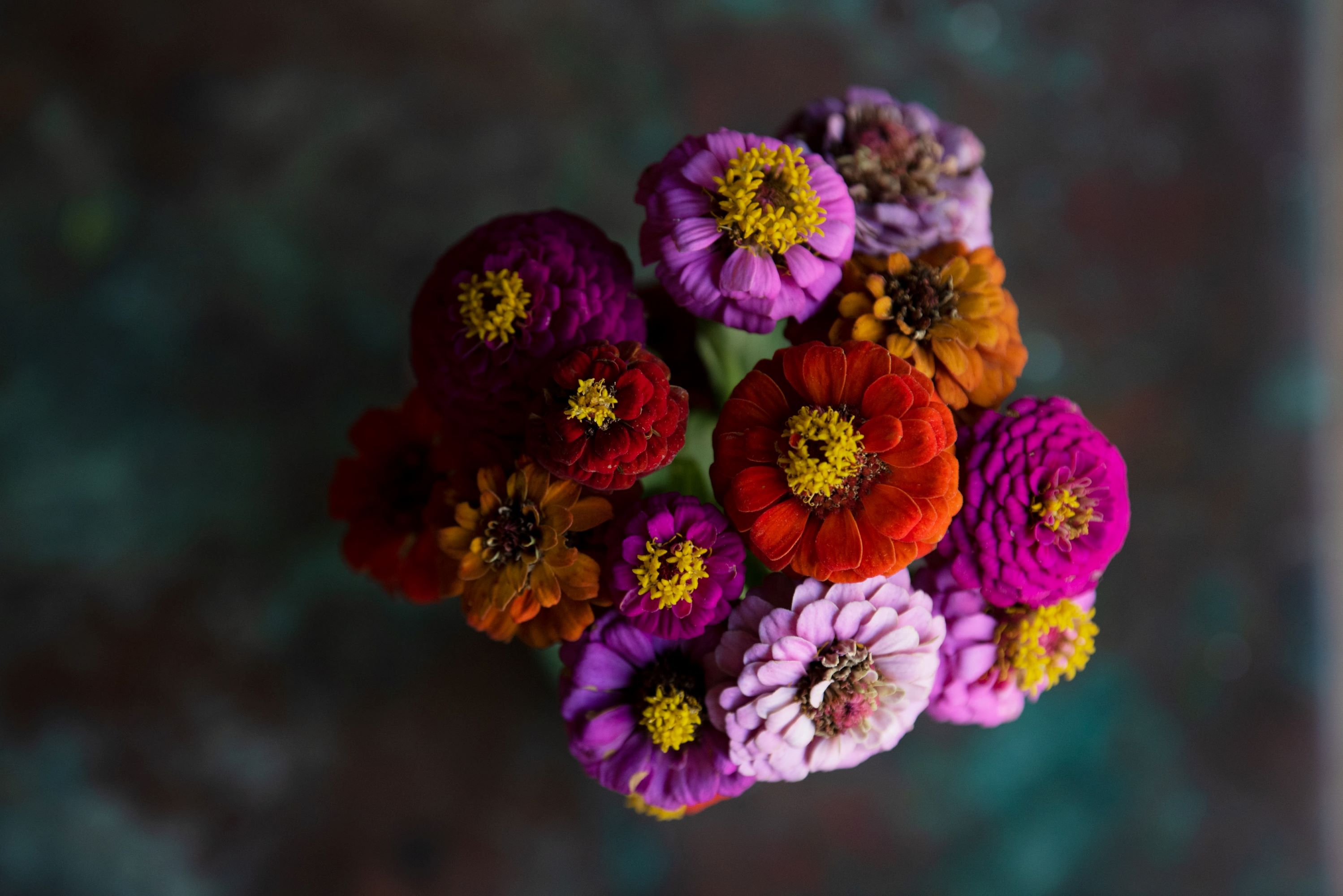 Giant Zinnia Mix Flower Seeds/ Annual/ Full Sun/ 12K Seeds 1/4 lb/ Zellajake Farm and Garden