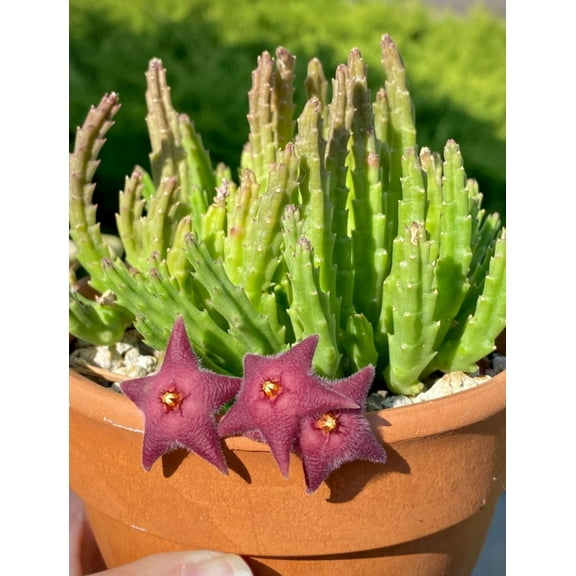 Giant Zulu Plant Starfish Flower Cactus Giant Toad Live Succulent in 2"Pot