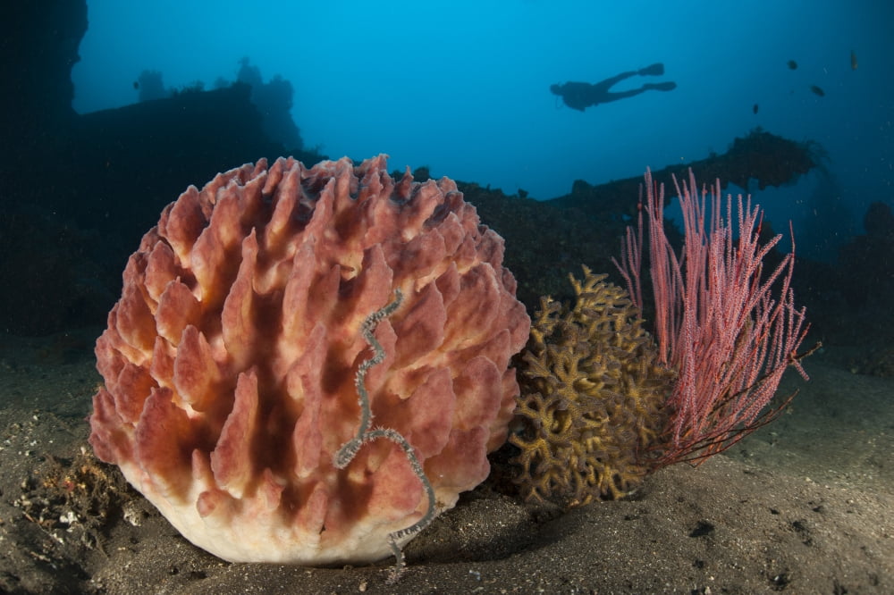 Giant barrel sponge and sea whip in front of the Liberty Wreck Bali Canvas Art - Steve JonesStocktrek Images (35 x 23)