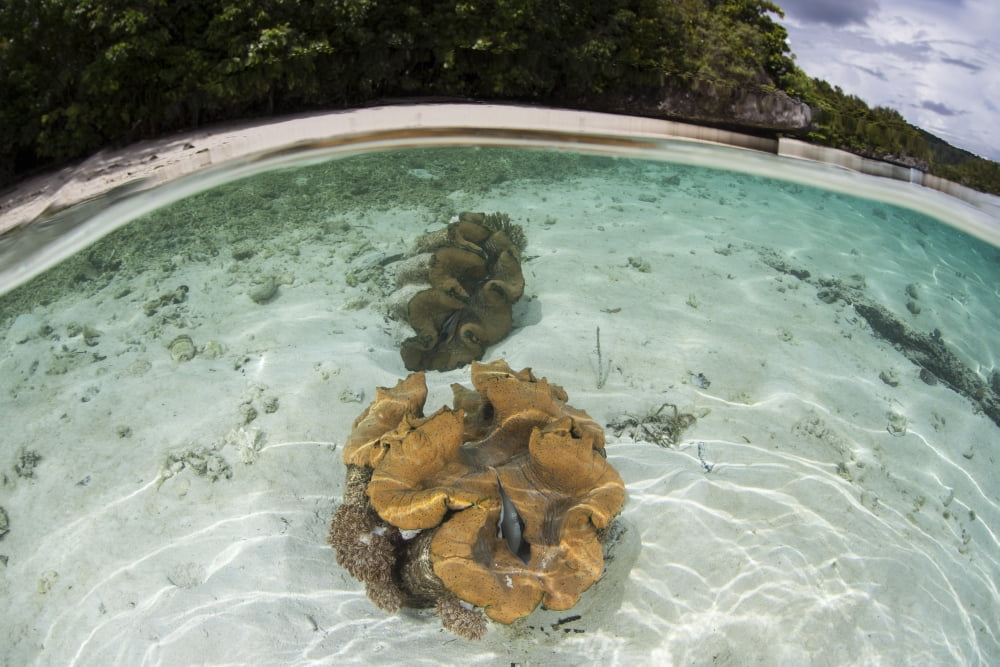 Giant clams grow in shallow water in Raja Ampat Indonesia Canvas Art - Ethan DanielsStocktrek Images (18 x 12)
