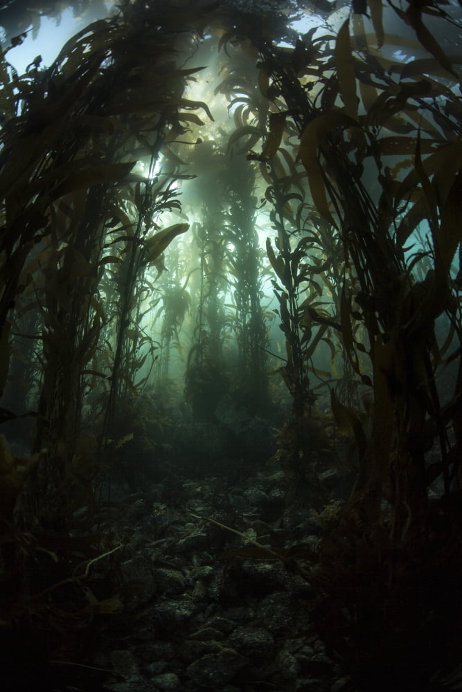 Giant kelp (Macrocystis pyrifera) grows off the coast of California Canvas Art - Ethan DanielsStocktrek Images (12 x 17)