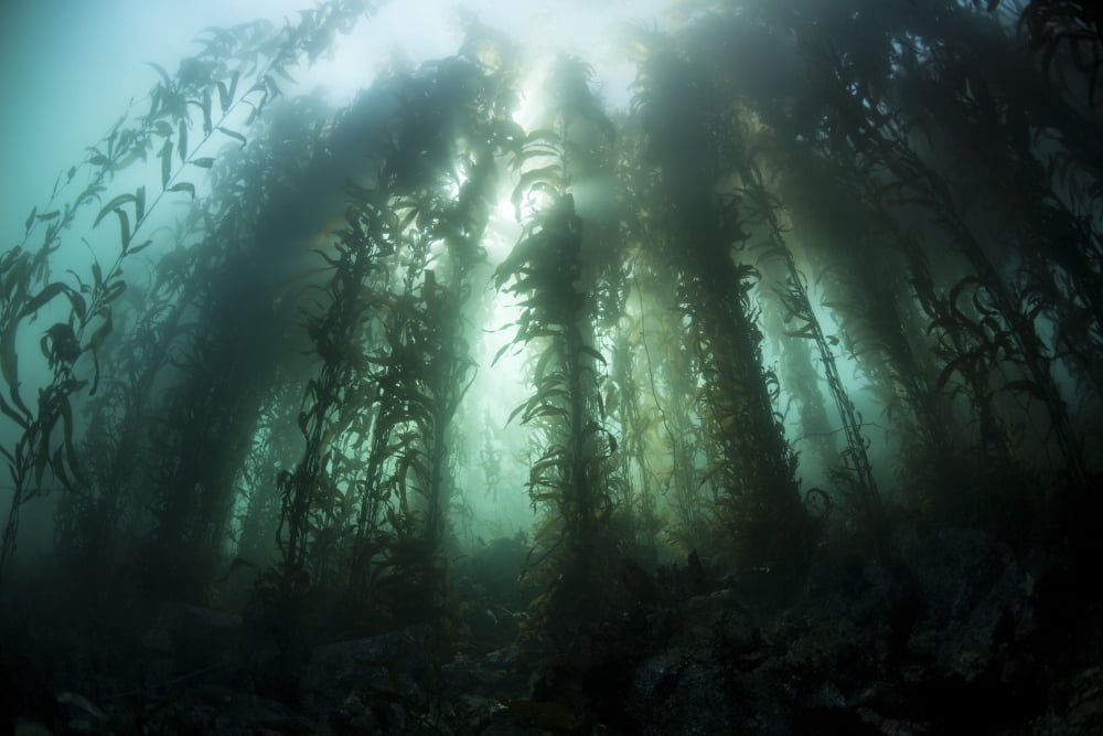 Giant kelp (Macrocystis pyrifera) grows off the coast of California Canvas Art - Ethan DanielsStocktrek Images (17 x 12)