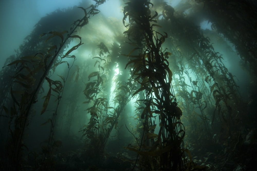 Giant kelp (Macrocystis pyrifera) grows off the coast of California Canvas Art - Ethan DanielsStocktrek Images (17 x 12)
