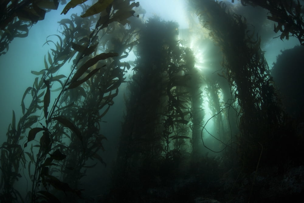 Giant kelp (Macrocystis pyrifera) grows off the coast of California Canvas Art - Ethan DanielsStocktrek Images (17 x 12)
