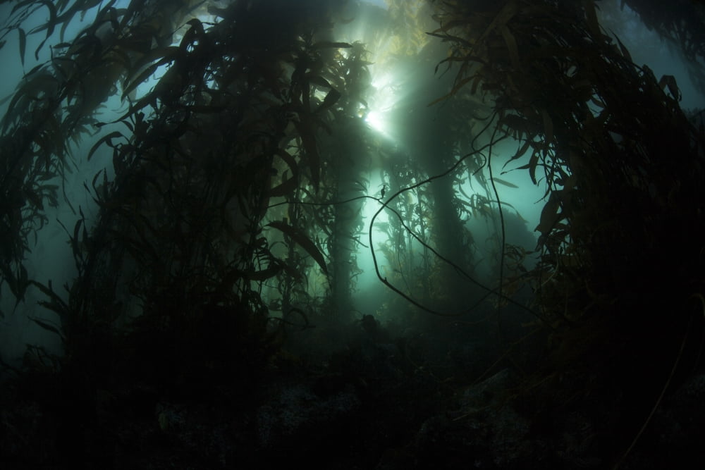 Giant kelp (Macrocystis pyrifera) grows off the coast of California Canvas Art - Ethan DanielsStocktrek Images (17 x 12)