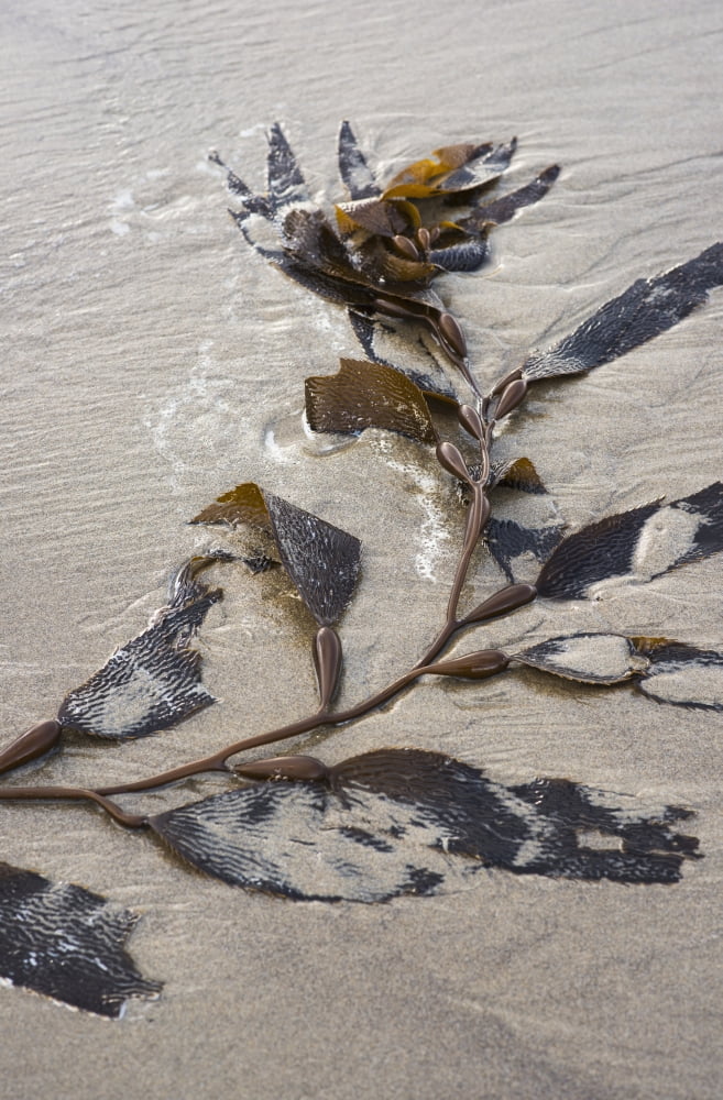 Giant kelp (Macrocystis pyrifera) washes up on the beach Cannon Beach Oregon United States of America Canvas Art - Robert L Potts Design Pics (12 x 19)