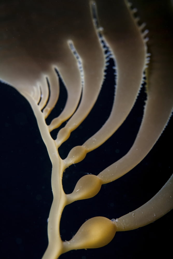 Giant kelp grows off the coast of California Canvas Art - Ethan DanielsStocktrek Images (23 x 34)