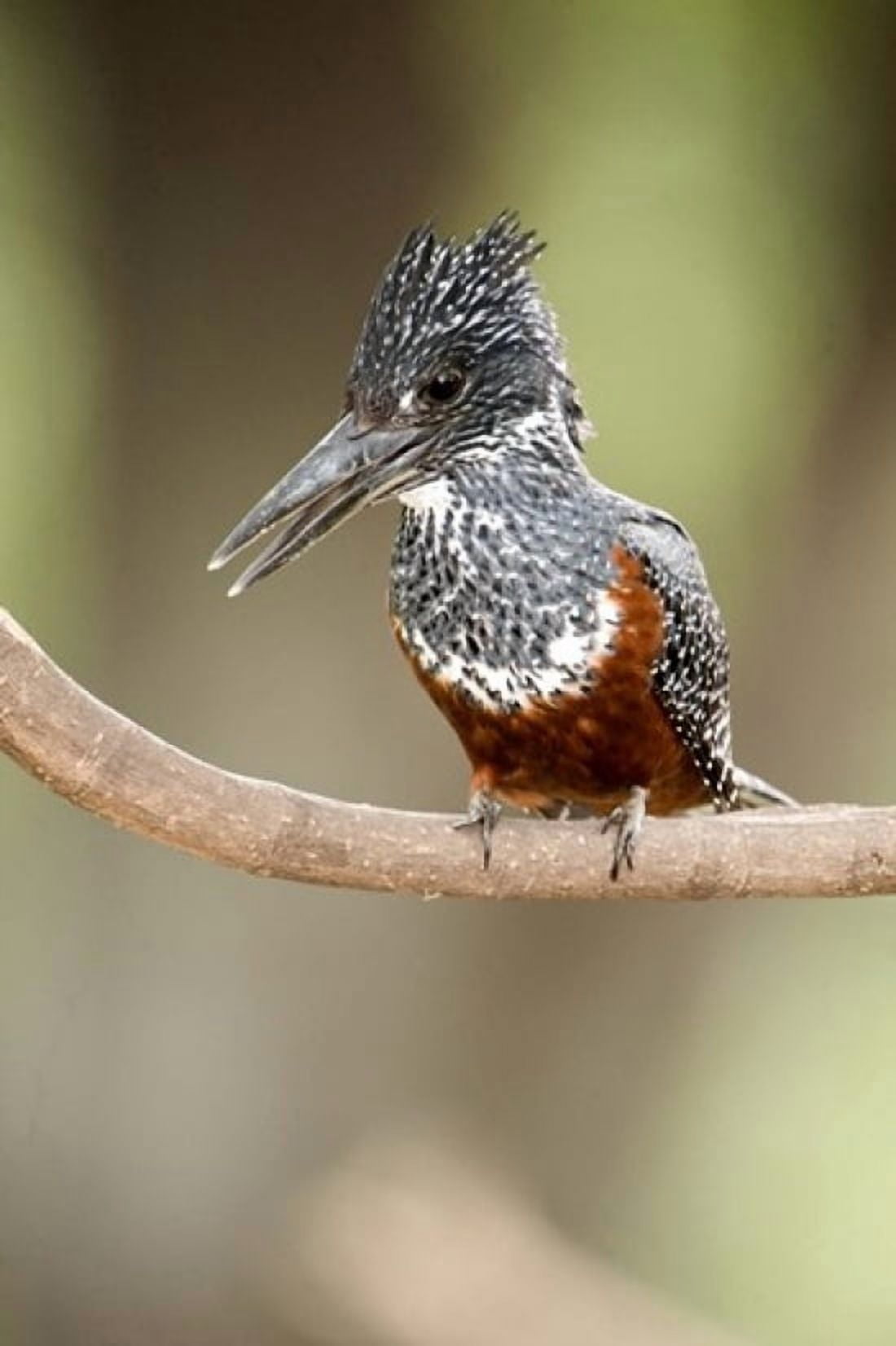Giant kingfisher (Megaceryle maxima) perching on a branch Lake Manyara Tanzania Canvas Art - Panoramic Images (16 x 24)