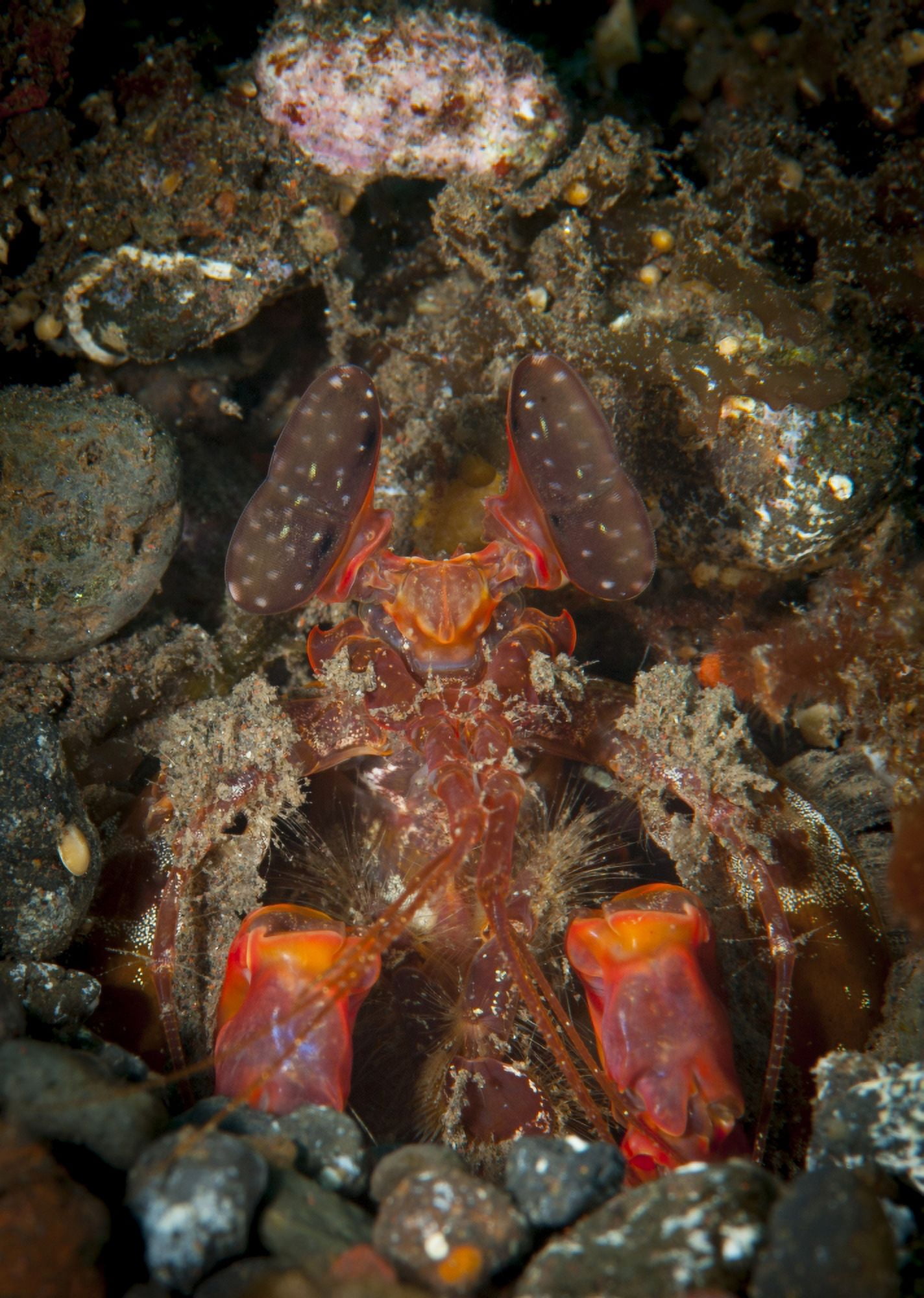 Giant mantis shrimp peering from burrow Tulamben Bali Indonesia Canvas Art - Steve JonesStocktrek Images (24 x 34)