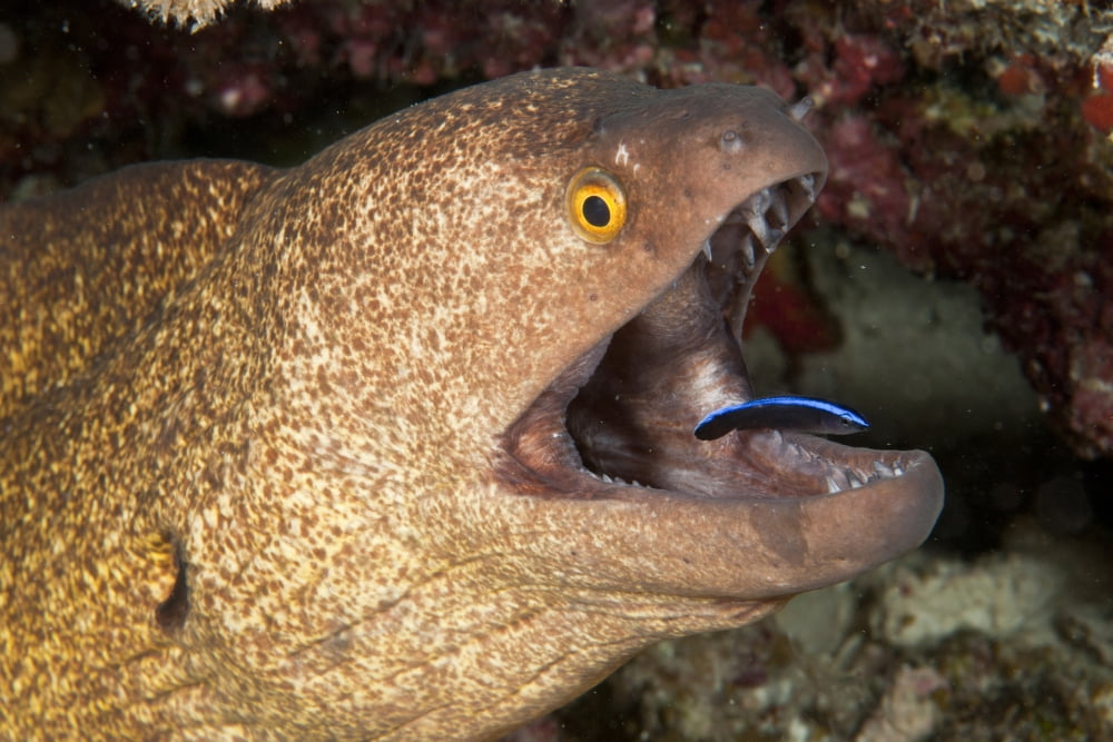 Giant moray eel and cleaner wrasse Maldives Canvas Art - Mathieu MeurStocktrek Images (34 x 23)