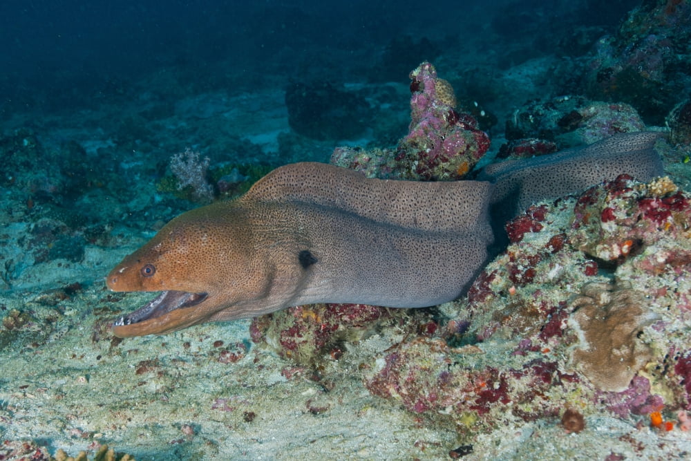 Giant moray eel swimming out of its hole on the reef Maldives Canvas Art - Mathieu MeurStocktrek Images (35 x 23)