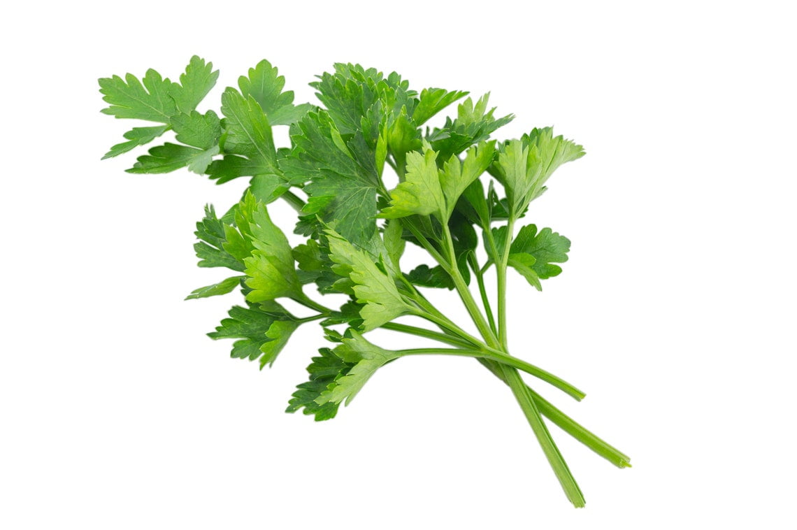 Giant of Italy Parsley Herb Premium Seed Packet