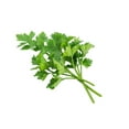 thumbnail image 1 of Giant of Italy Parsley Herb Premium Seed Packet, 1 of 1
