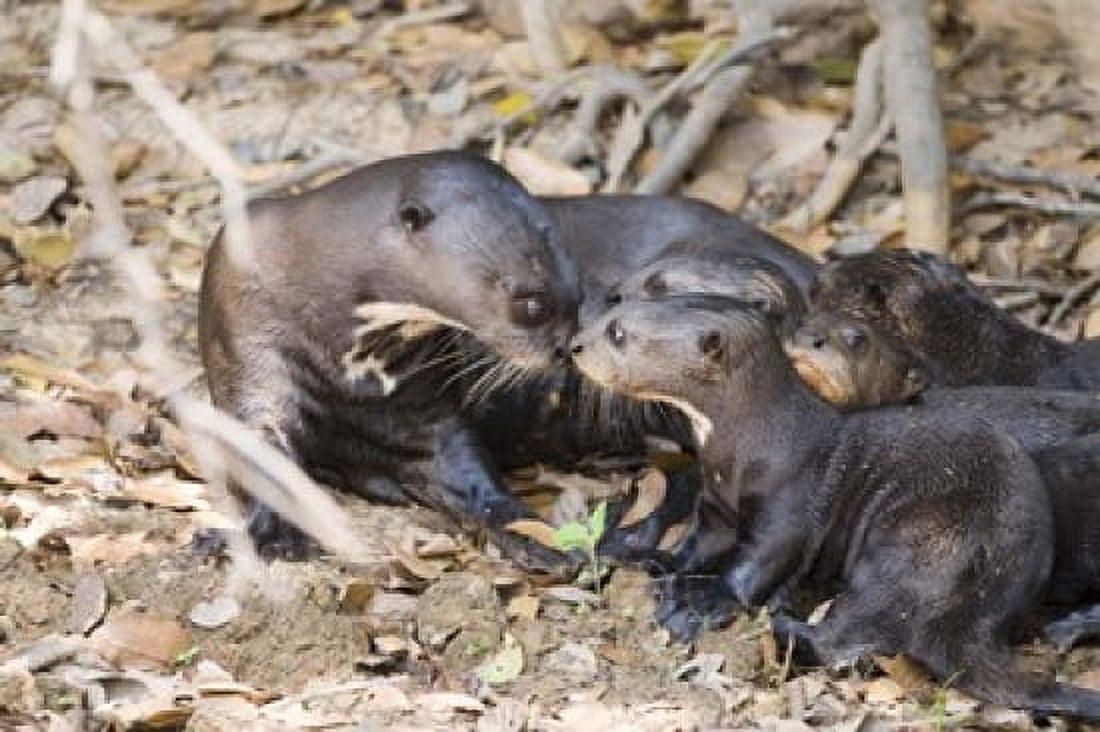 Giant otter with its cubs Three Brothers River Meeting of the Waters State Park Pantanal Wetlands Brazil Canvas Art - Panoramic Images (16 x 11)